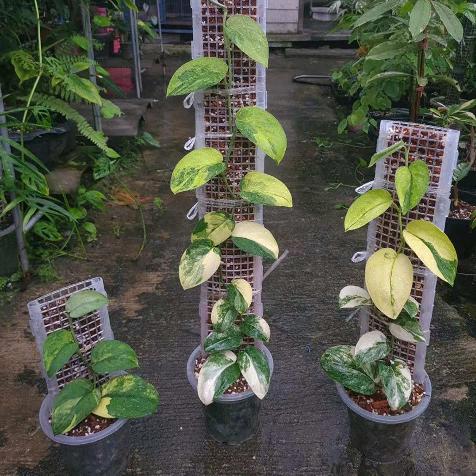 Sphagnum Moss Dry - Tiang lumut plastik untuk tanaman mendukung
