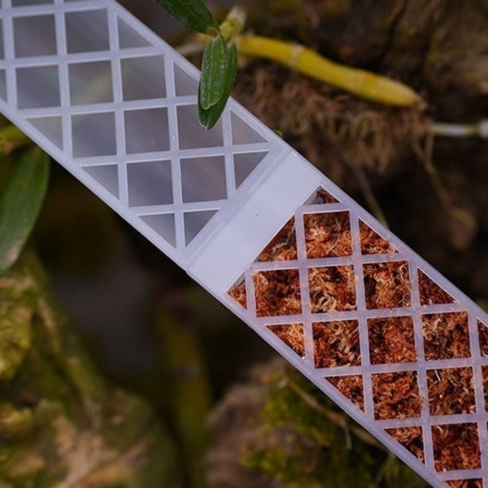Penyangga Tanaman Plastik Bent - Sphagnum Moss Dry ulasan dan harga