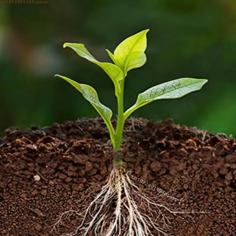 Bubuk Perakaran Tanaman Asam I - Rooting Hormone Powder ulasan dan harga