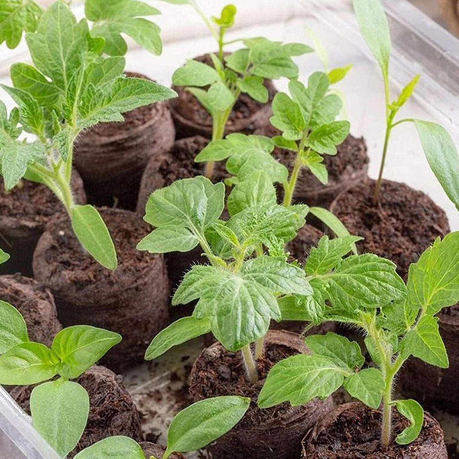 100 Baki Campuran Tanah untuk  - Peat Pellet Tray ulasan dan harga