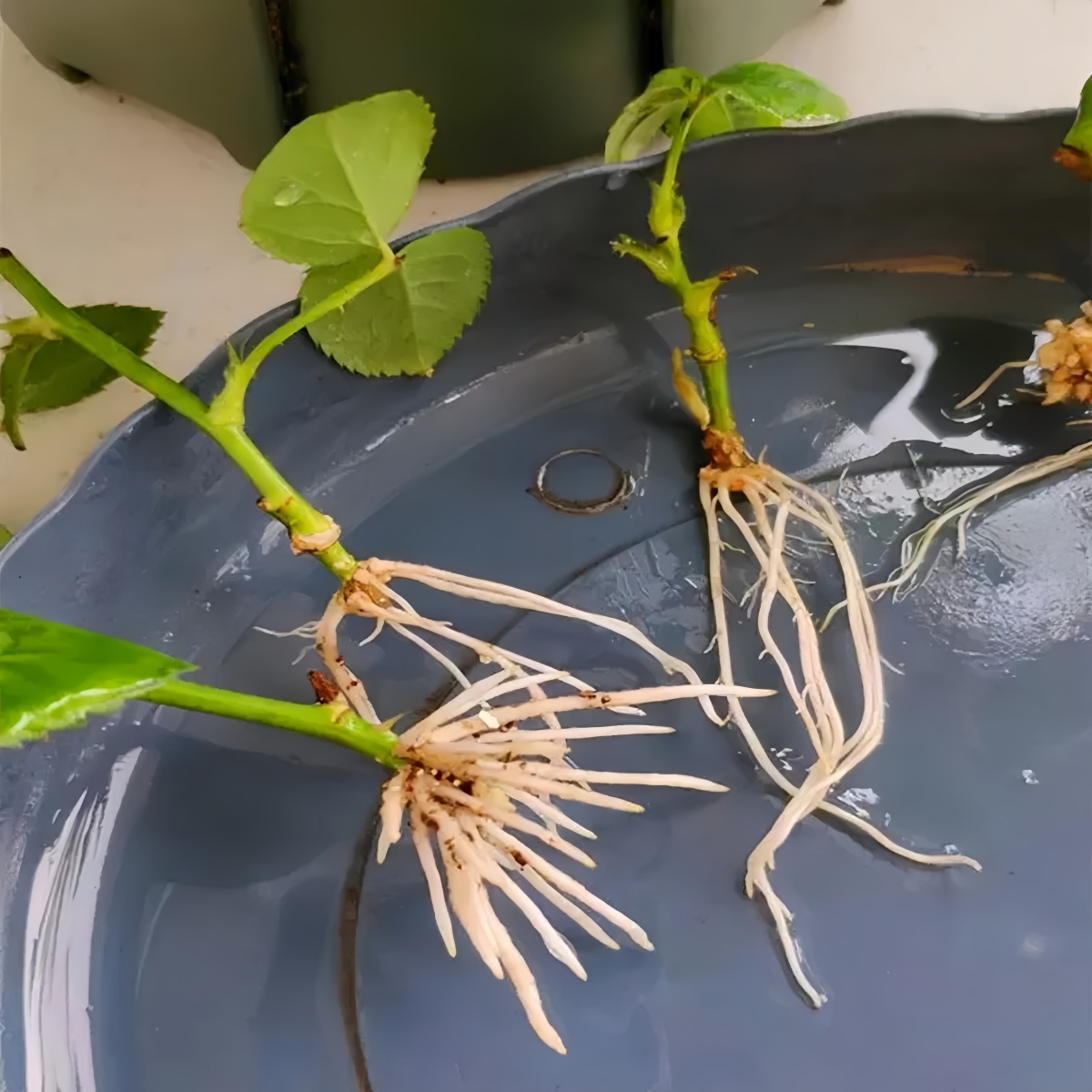 Asam 3-indoleasetik IAA Auxina - Rooting Hormone Powder ulasan dan harga