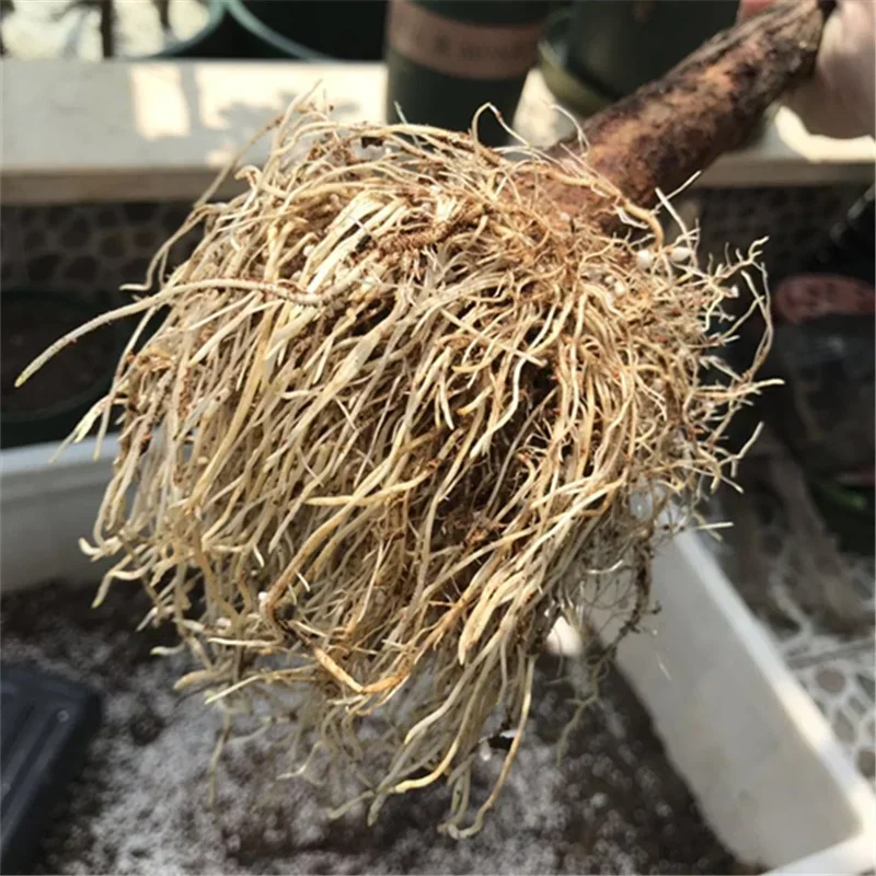 10g regulator bubuk hormon aka - Rooting Hormone Powder ulasan dan harga